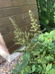 Astilbe