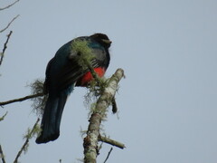 Trogon surrucura