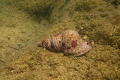 Charonia variegata