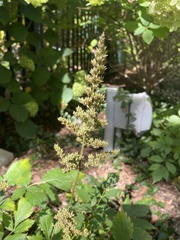 Astilbe
