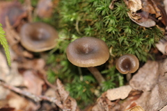 Pseudoclitocybe cyathiformis