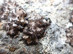 Umbilicaria cylindrica