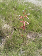 Polianthes zapopanensis