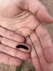 Apantesis incorrupta