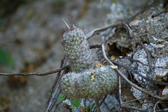 Mammillaria phitauiana