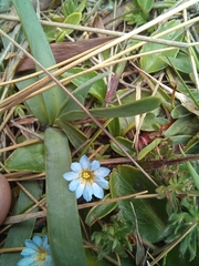 Gentiana sedifolia
