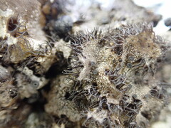 Umbilicaria cylindrica