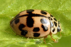 Oenopia conglobata