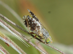 Tephritis pulchra