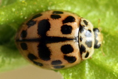 Oenopia conglobata