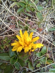 Hypochaeris sessiliflora
