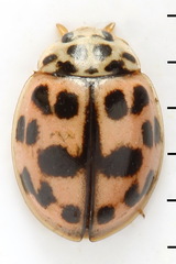 Oenopia conglobata