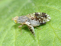 Tephritis pulchra