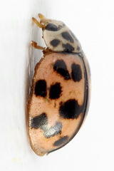 Oenopia conglobata