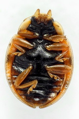 Oenopia conglobata
