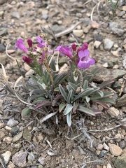 Penstemon confusus