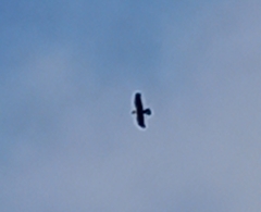 Daptrius carunculatus