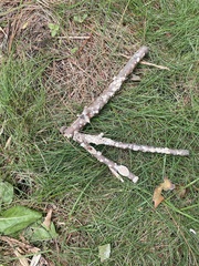 Peniophora albobadia