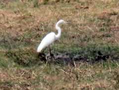 Ardea alba melanorhynchos