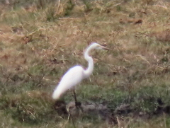 Ardea alba melanorhynchos