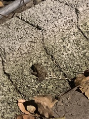 Bufo bankorensis
