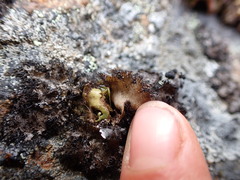 Umbilicaria cylindrica