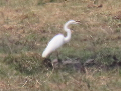 Ardea alba melanorhynchos