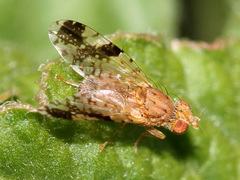 Tephritis zernyi