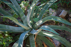 Agave aurea