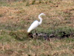 Ardea alba melanorhynchos