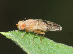 Tephritis zernyi