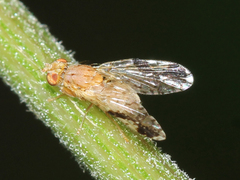 Tephritis zernyi
