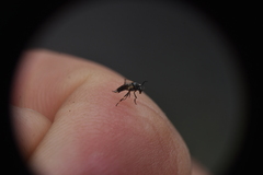 Simuliidae