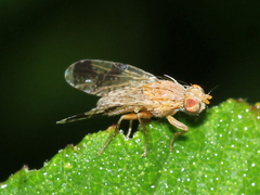 Tephritis zernyi