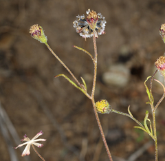 Picradeniopsis multiflora