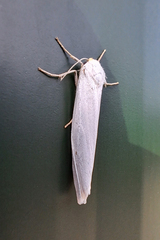 Coscinia chrysocephala