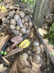 Apioperdon pyriforme