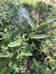 Sida spinosa