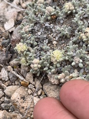 Eriogonum shockleyi