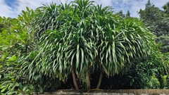 Dracaena cambodiana