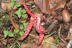 Clathrus archeri