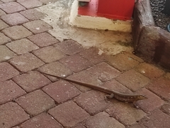 Cnemidophorus murinus