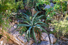 Agave aurea