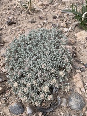 Eriogonum shockleyi