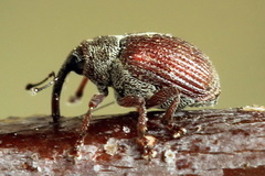 Coeliodes rubicundus