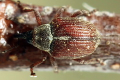 Coeliodes rubicundus