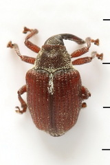 Coeliodes rubicundus