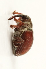 Coeliodes rubicundus
