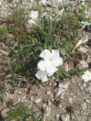 Mandevilla hypoleuca