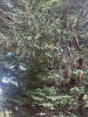Thuja plicata